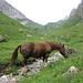Schöne Kühe haben sie im Appenzell... ;-)