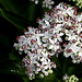 Die Blüten des Zwergholunder (Sambucus ebulus)