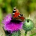 Ein Tagpfauenauge - ein bös zerzauster Schmetterling, der bestimmt schon bessere Tage erlebt hat