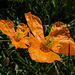 Oranger Klatschmohn