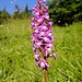 viel Orchideen sehen wir auch heute ...