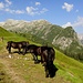 unweit der Gestüt-Alpe