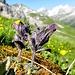 hübscher Alpenhelm (Trauerblume)