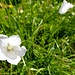 ... die weissen Glockenblumen ...