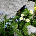 Blumenvielfalt im Kleinen ...