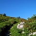 ... und viele Alpenrosen säumen unseren Weg ...