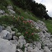 Hier auf der schattigen Nordseite des Niederstraußberges blühen noch die Alpenrosen, die woanders auf der Sonnenseite schon vertrocknet sind.