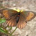 Ein brauner Schmetterling; um was es sich bei dem roten Gebilde auf seinem Rücken handelt, weiß ich nicht.