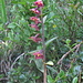 Hübsche Orchidee, möglicherweise Braunrote Stendelwurz/Sumpfwurz (Epipactis atrorubens)