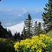 Vom Griggelisattel öffnet sich eigentlich der Blick nach Schwyz und zum Vierwaldstätter See