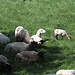 Die Schafe haben es gut, ruhen im Schatten