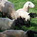 Ruhende Schafe
