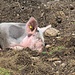 Glückliche Schweine