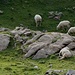Schafe im Tal unter der Rote Chumme; (alle topfit, auch das am Boden)