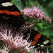 Saugrüssel eines Schmetterlings im "Aktivstatus"