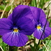 Viola calcarata  (Pensée éperonnée)