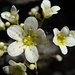 Saxifraga paniculata (Saxifrage aïzoon)