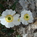 Ranunculus alpestris (Renoncule alpestre)