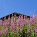 Weidenröschen - vor dem Dach eines der zahlreichen hübschen Stadel und dem heute strahlend blauen Himmel