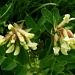 Astragalus frigidus (Astragale des régions froides)