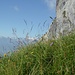 Auf dem breiten Ostgrat des Steiglihorns öffnet sich der Ausblick nach Süden in die Alpen.