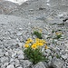 Und so geht es nach dem Gletscherrückzug weiter: erste Blumen nehmen die Steinwüste in Besitz und locken die Insekten farblich unübersehbar aus der Ferne an.