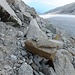 In der östlichen Seitenmoräne des Rhonegletschers findet sich ein Pfad. Er wird unterhalb von 2650 weniger deutlich. Deshalb stieg ich zum effizienten Vorwärtskommen auf den Gletscher ab.