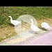 <b>Aggressione a Juf - Val d'Avers - Grigioni - Switzerland (12.8.2012, 14:15)</b>