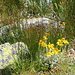 Buntes am Wegesrand
