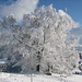 Prächtiger Baum an der "Alp Scheidegg" im Winterkleid