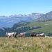 Kühe vor hübscher Bergkulisse beim Chammboden.