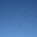 <b>Volo di corvi nei cieli della Val Bergalga.<br />([http://www.youtube.com/watch?v=kiiW2cqTlVI  Vedi filmato])</b>