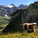Hübsche und freundliche Kühe nahe der Alpkäserei.