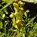 Eine unscheinbare Orchidee: die Grüne Hohlzunge (Coeloglossum viride)