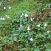 Eine Rarität: das Moosglöckchen (Linnaea borealis); so gesehen hat sich der Abstieg über den Fahrweg gelohnt