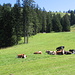 Mucche nei pressi della Kleinhädrichalpe.