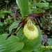 Nahaufnahme des Frauenschuh (Cypripedium calceolus)