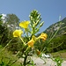 Blume im Lavizzara - wer hat das Recht, Unkraut von wertvoller Pflanze zu unterscheiden?