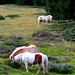 Pferde am Wegesrand zu den Rofenhöfen