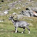 Esemplare di capra grigia allevata all'alp del Lagh