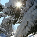 The sun shining through the snow-covered pine trees