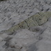 Ein steinerer Walfisch im Schneemeer?