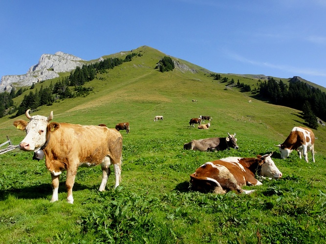 schöne Kühe auf der hübsch gelegenen Alp Agne; ab... [hikr.org]