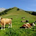 schöne Kühe auf der hübsch gelegenen Alp Agne;
ab hier geht's "einfach" nur aufwärts ...