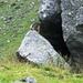 Marmotta ululante