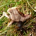 Becherförmiger Korkstacheling - interessanter Pilz, aber nur zum Ansehen
