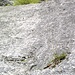 Typisches Gelände: Plattiger Fels, dazwischen Risse, tw bewachsen und immer wieder einzelne Büsche und Sträucher.