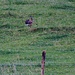 HIKR-Vogelexkursion 3.6.2012:<br /><br />Flüchtender (Lepus europaeus).