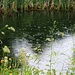 HIKR-Vogelexkursion 3.6.2012:<br /><br />Teich im Regen oberhalb Anwil (588m).