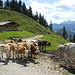 Viele Kühe bei der Reischeralm